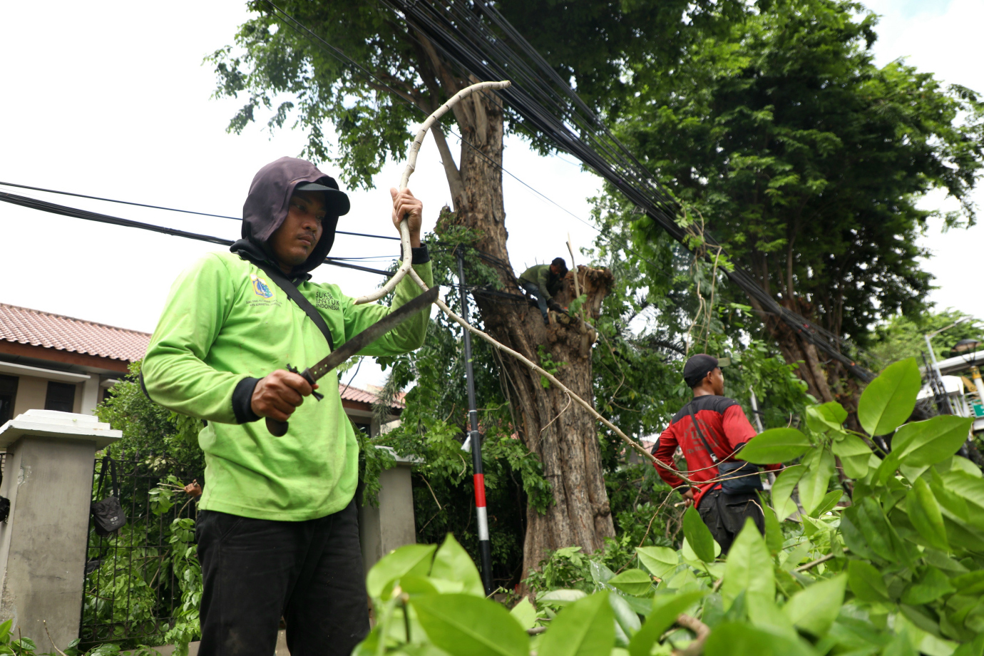 1 Penopingan pohon Matraman 1.jpg