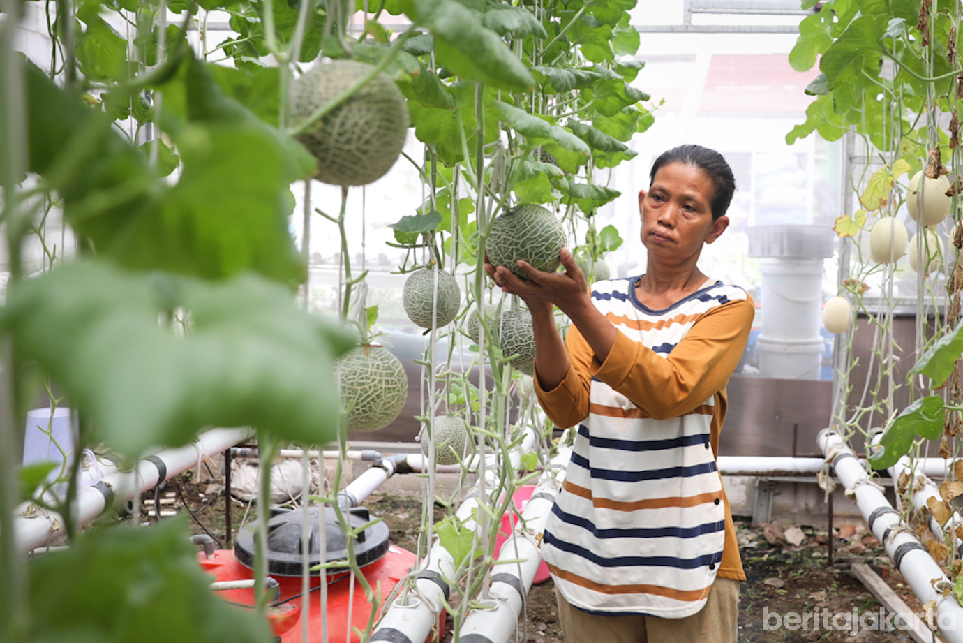 Budidaya Melon-4.jpg
