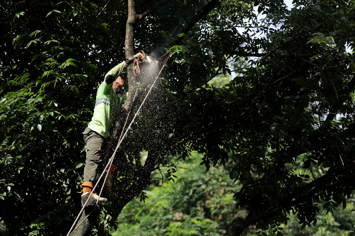 1.Sudin Tamhut Jakarta Selatan Toping 80 Pohon di Jagakarsa.jpg