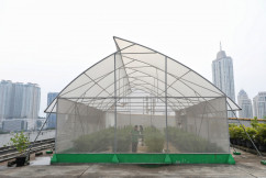 Bertani di Tengah Hutan Beton Jakarta 