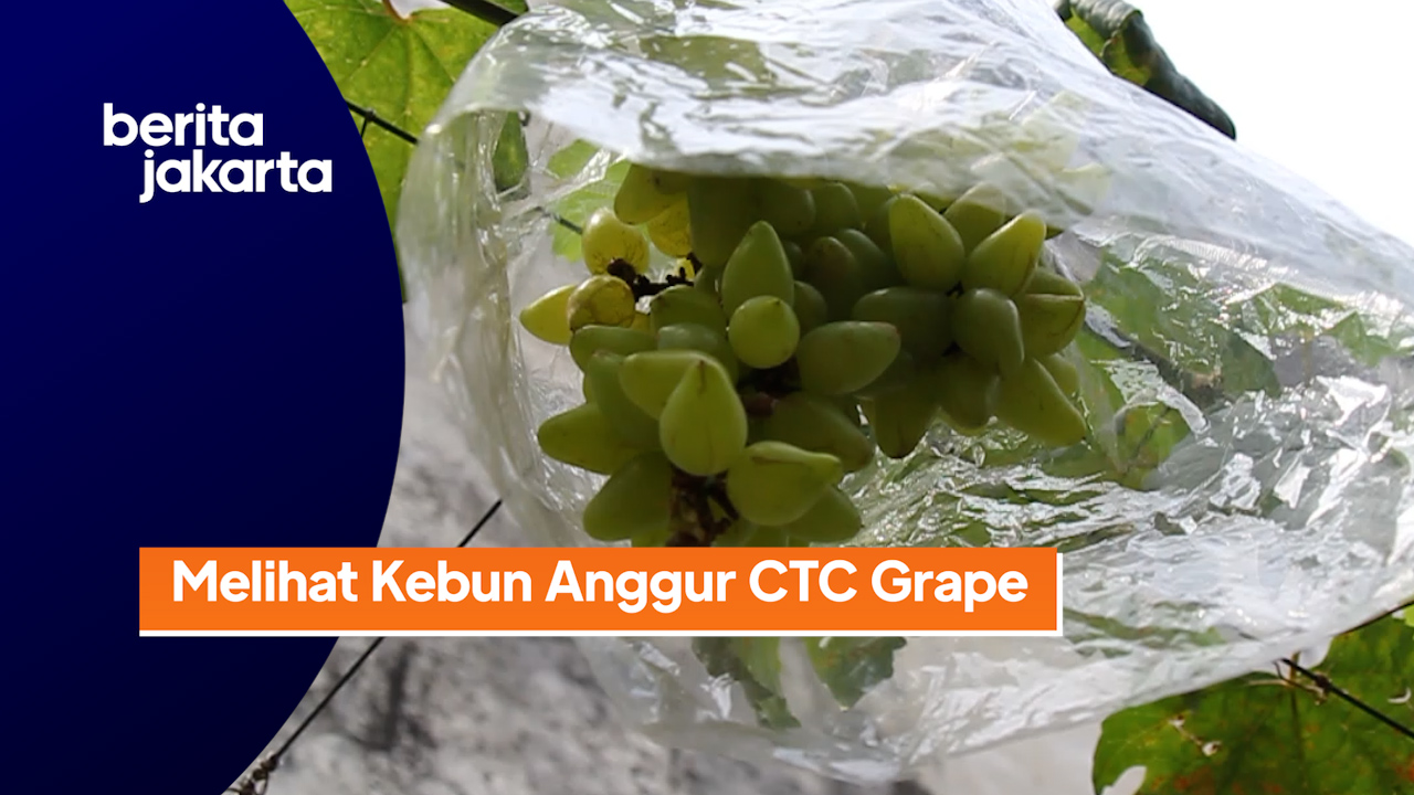 1906_aqil_melihat Kebun CTC Grape.mp4