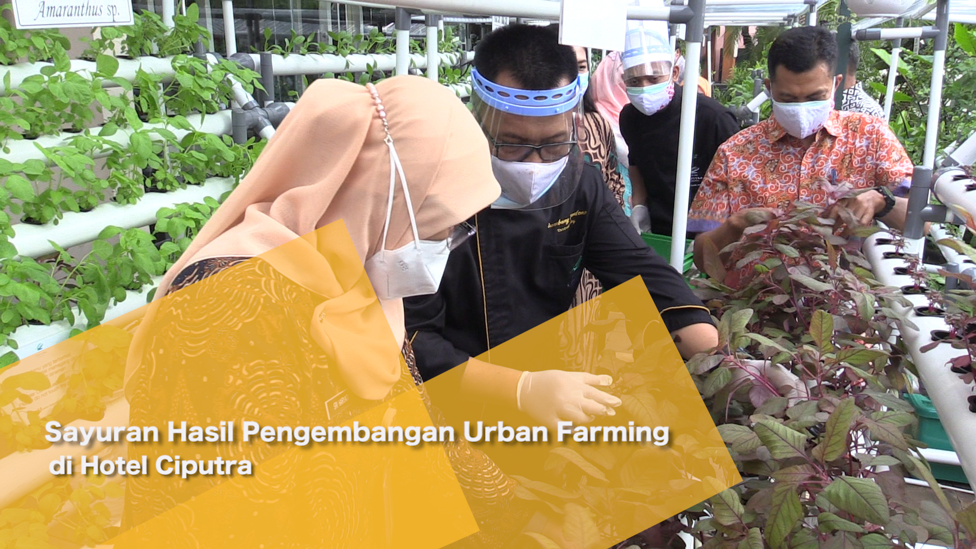 2705_aqil_Sayuran Hasil Pengembangan Urban Farming di Hotel Ciputra Dipanen.mp4