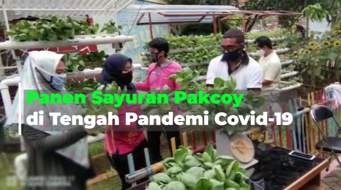 2804__ADI_PANEN SAYURAN HIDROPONIK.mp4