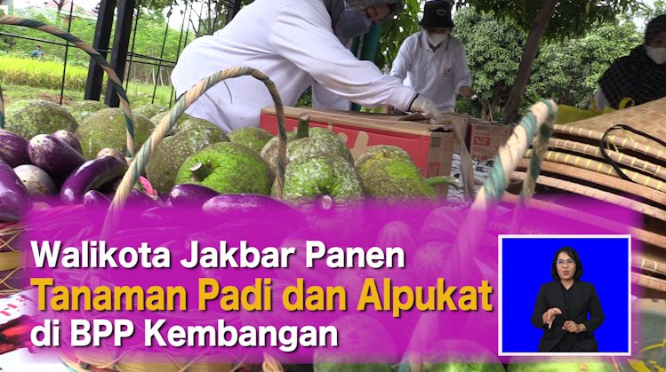 Walikota Jakbar Panen Tanaman Padi dan Alpukat di BPP Kembangan.mp4