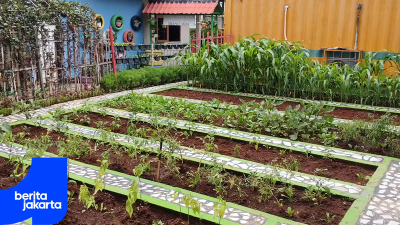 Penataan Kawasan Kelurahan Marunda Hadirkan Kebun Orange