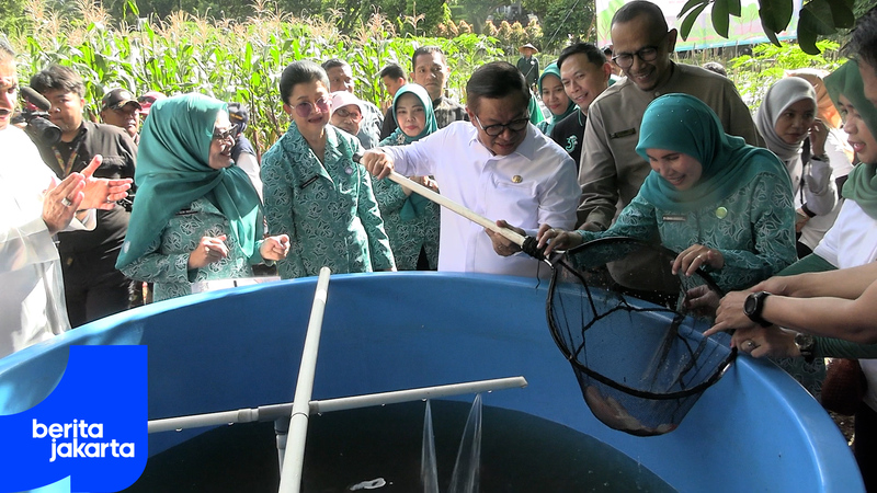 Dukung Ketahanan Pangan, Pramono Panen Jagung Pulut di Pesanggrahan
