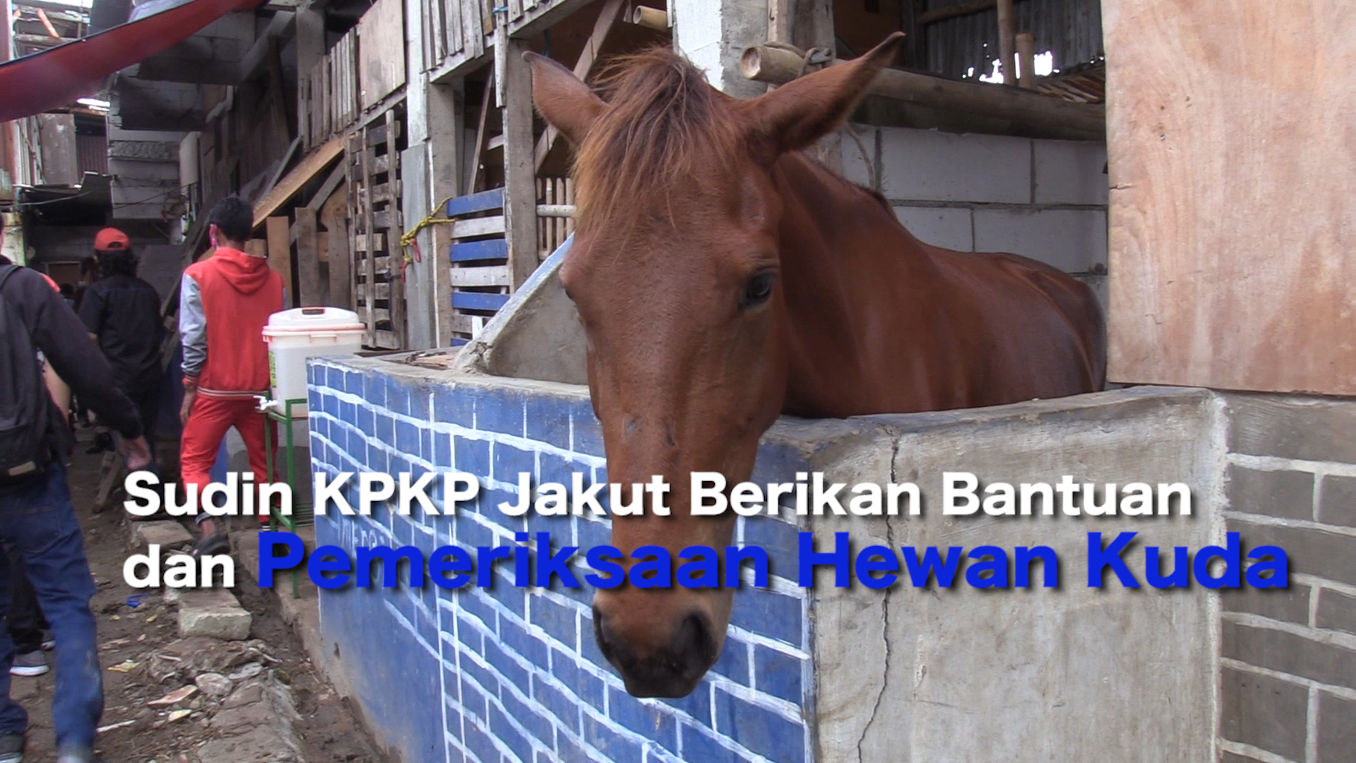 2502_RAMDONI_Sudin KPKP JakUT Berikan Bantuan dan Pemeriksaan Hewan Kuda.mp4