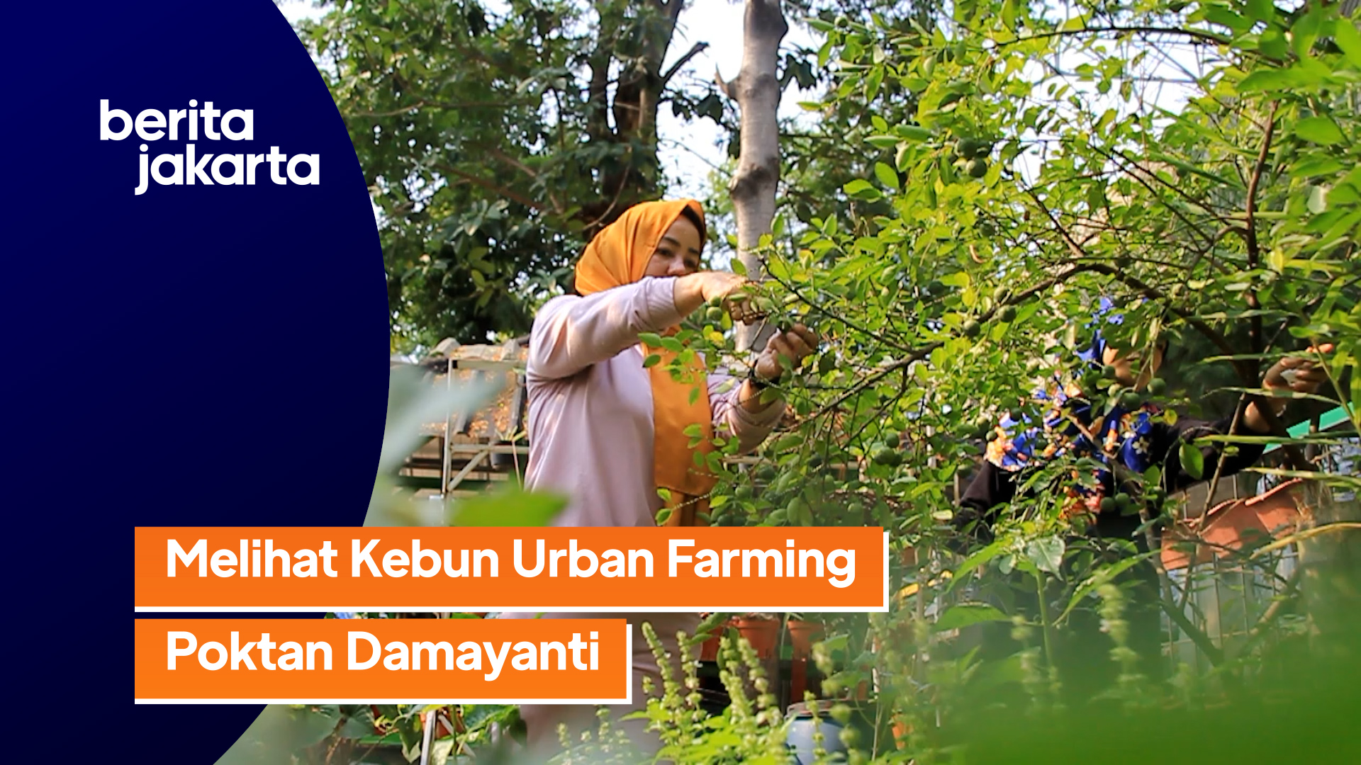 Urban Farming Poktan Damayanti.mp4