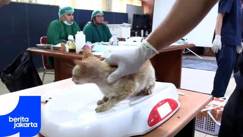 Sudin KPKP Jaksel Targetkan Sterilisasi 2.300 Kucing di Tahun 2025