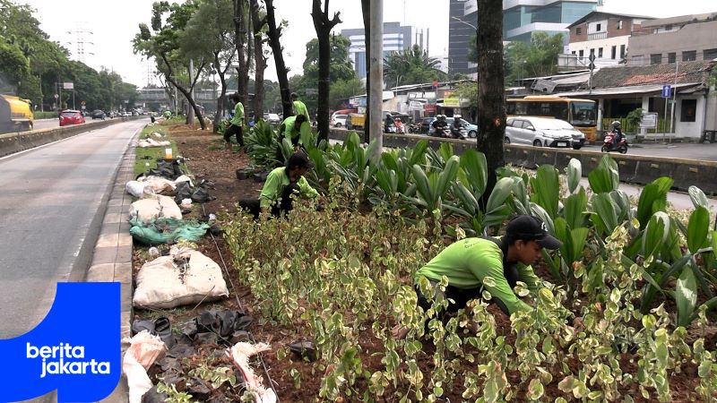 Jalur Hijau Jalan Mayjen Sutoyo Dipercantik Puluhan Ribu Tanaman Hias