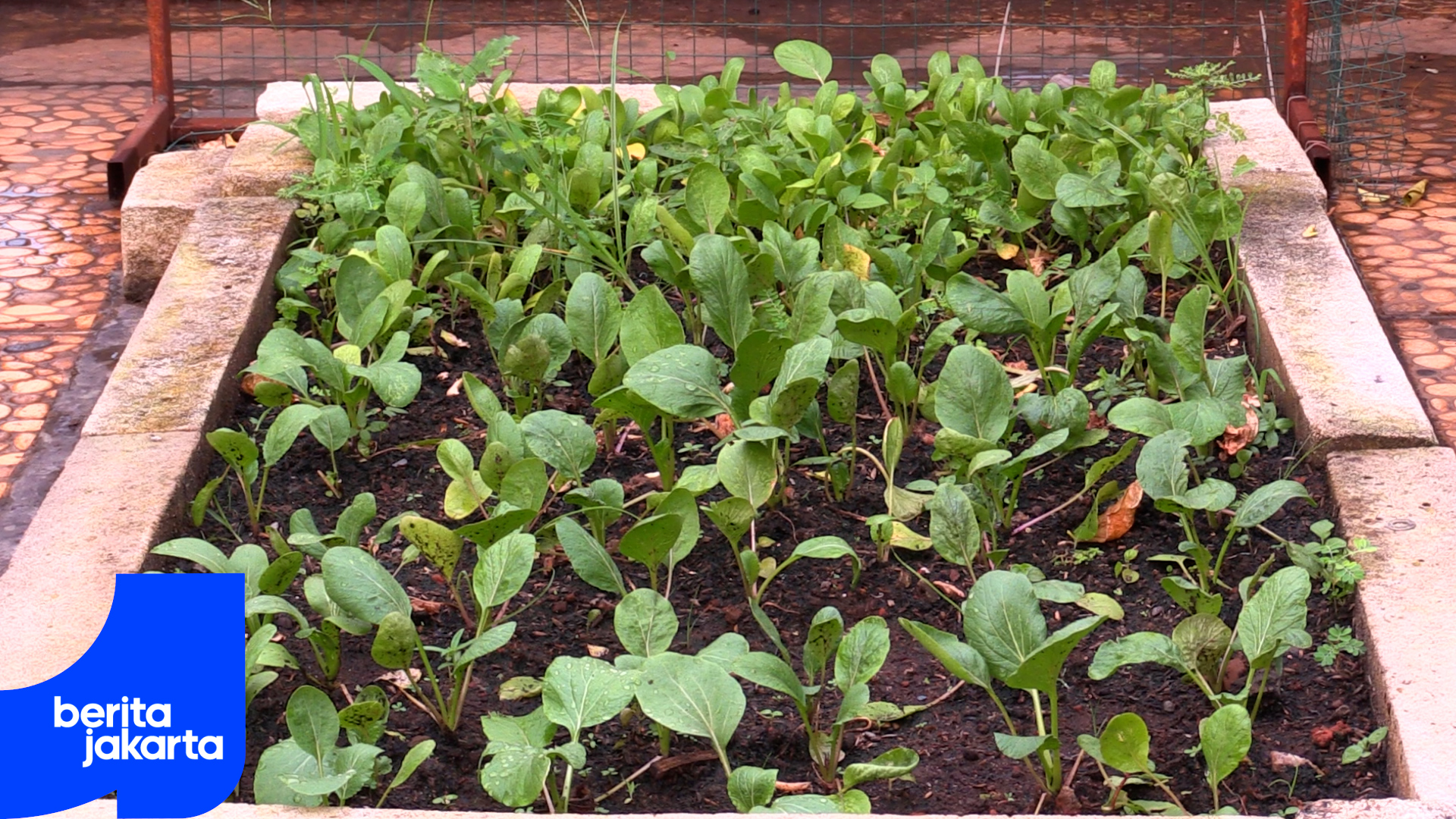 Sudin KPKP Jaktim Targetkan 400 Penggiat Urban Farming Baru di 2025