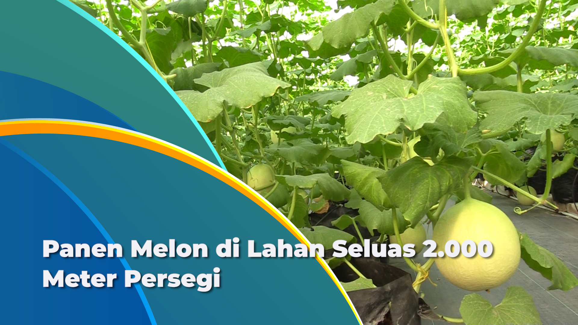 2511_aqil_panen melon.mp4