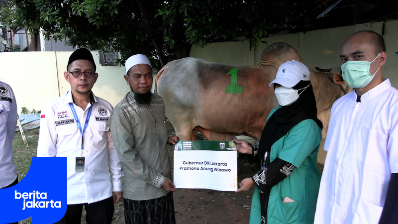 Pramono Kurban Dua Ekor Sapi di Tambora