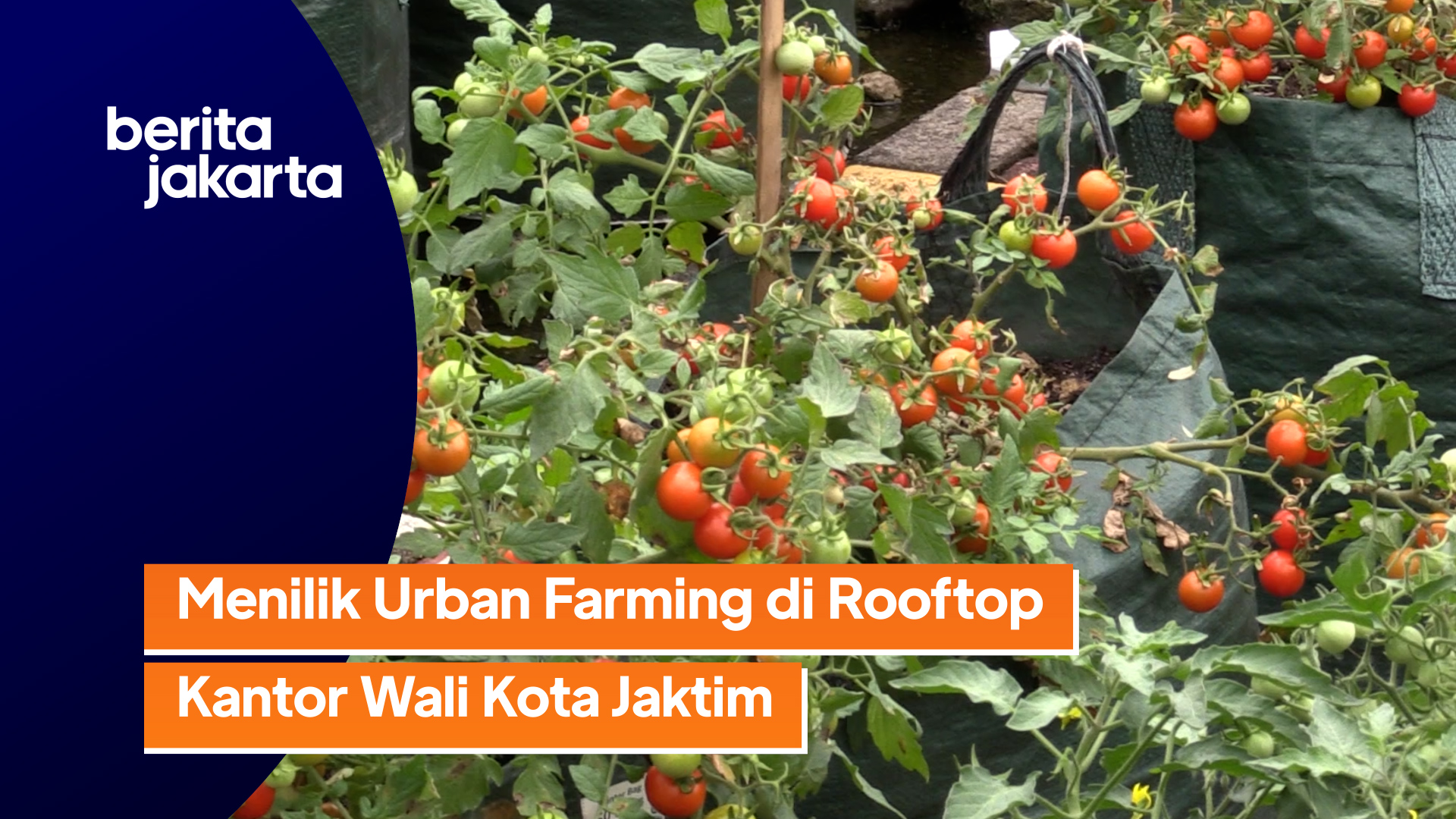 REV urban farming walkot.mp4