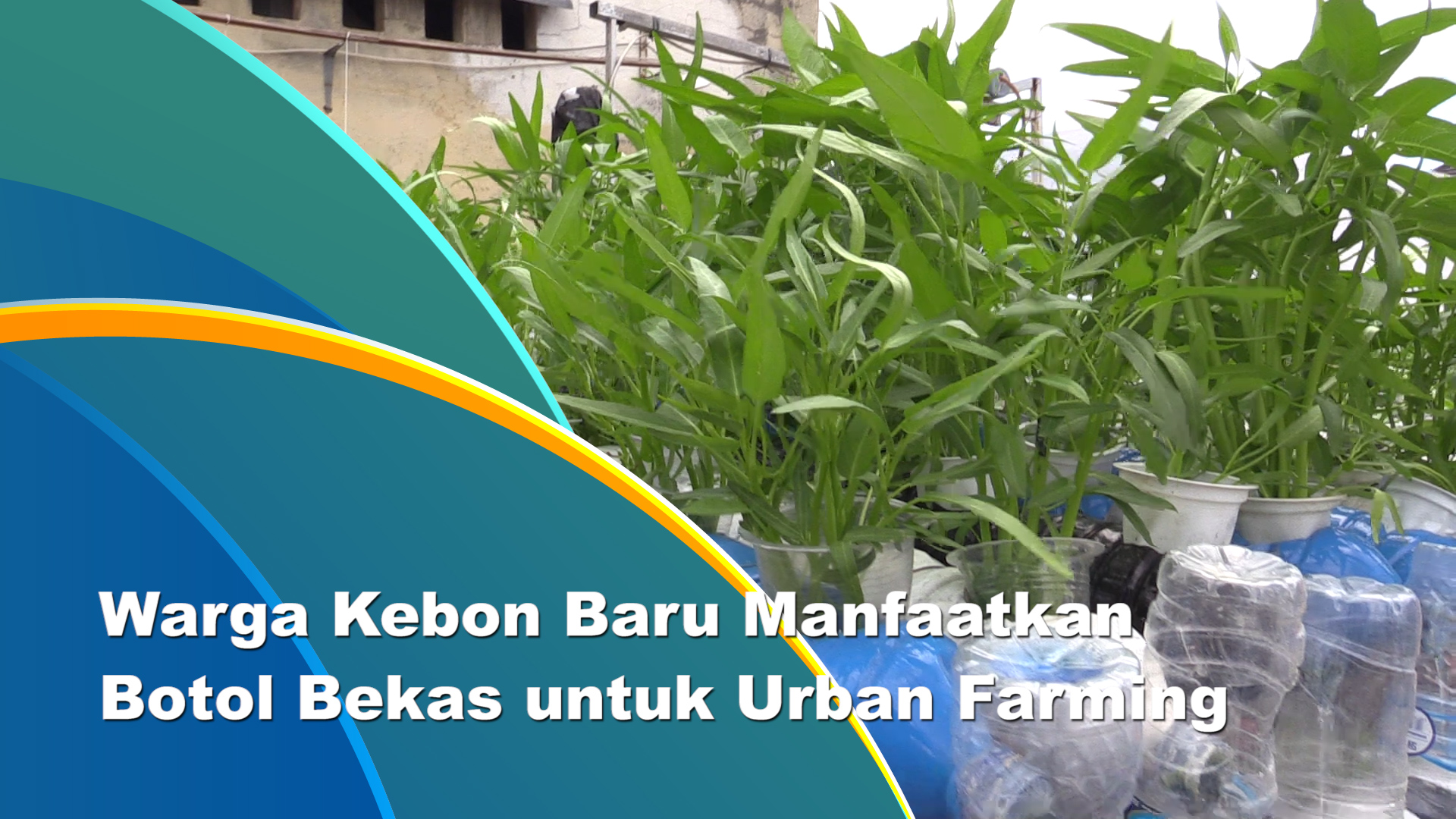 Kegiatan Urban Farming.mp4