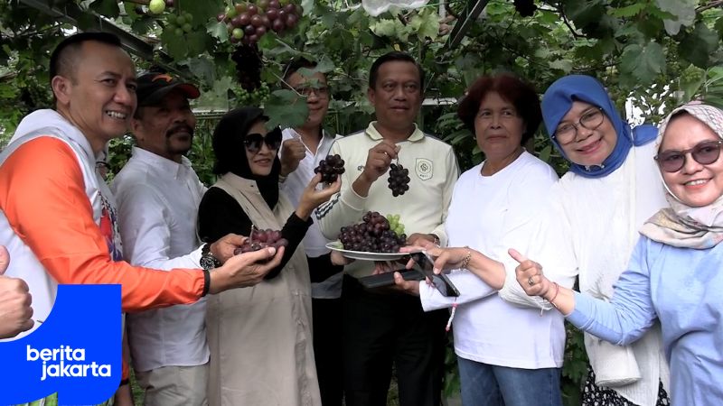 Pemkot Jaktim Panen Anggur di Kebun Taman Buaran Indah
