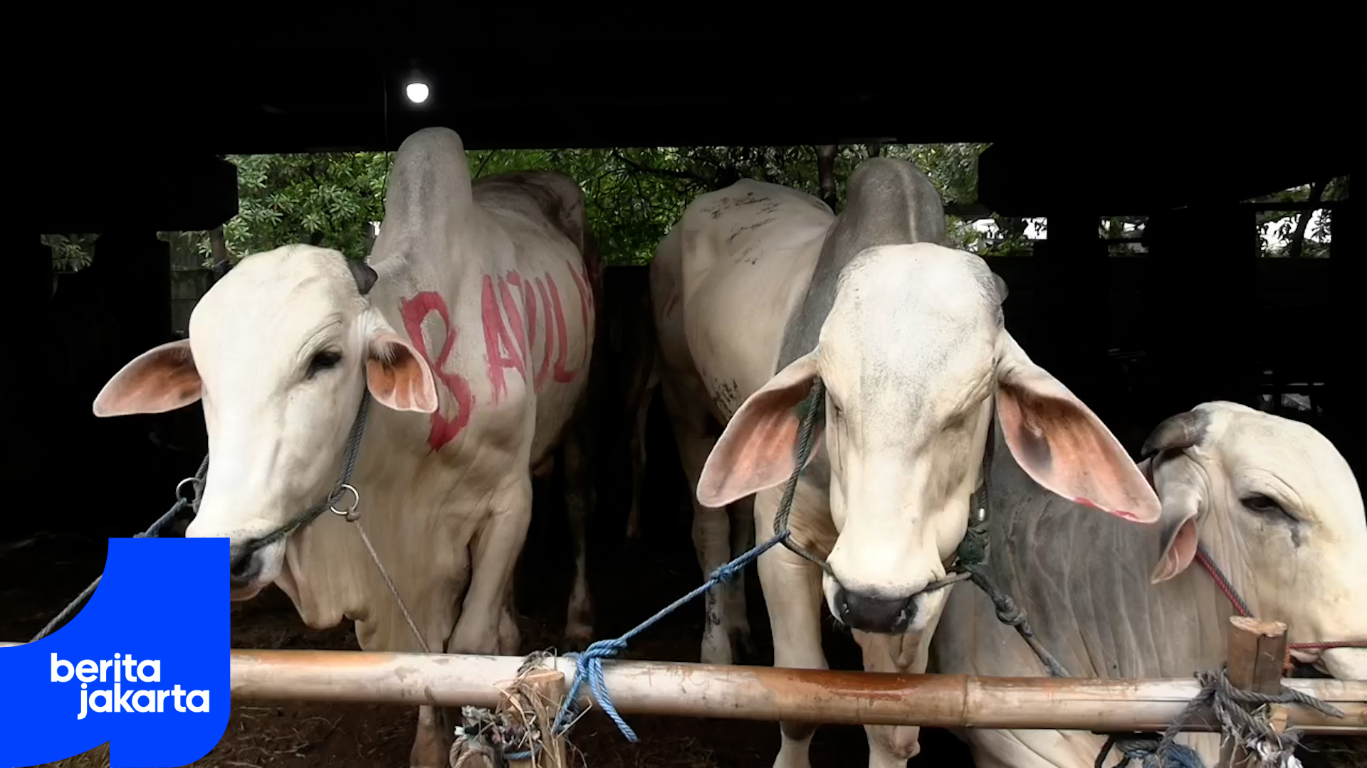 kpkp sapi.mp4
