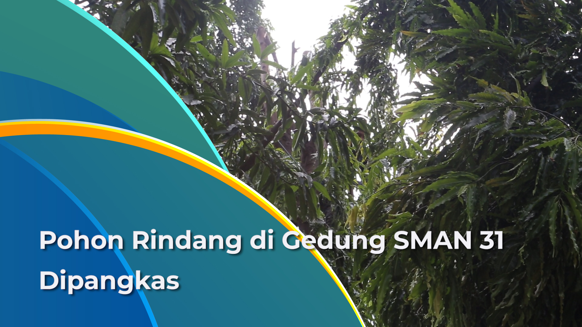 2309_ramdhoni_Pohon Rindang di Halaman SMAN 31 di Toping.mp4