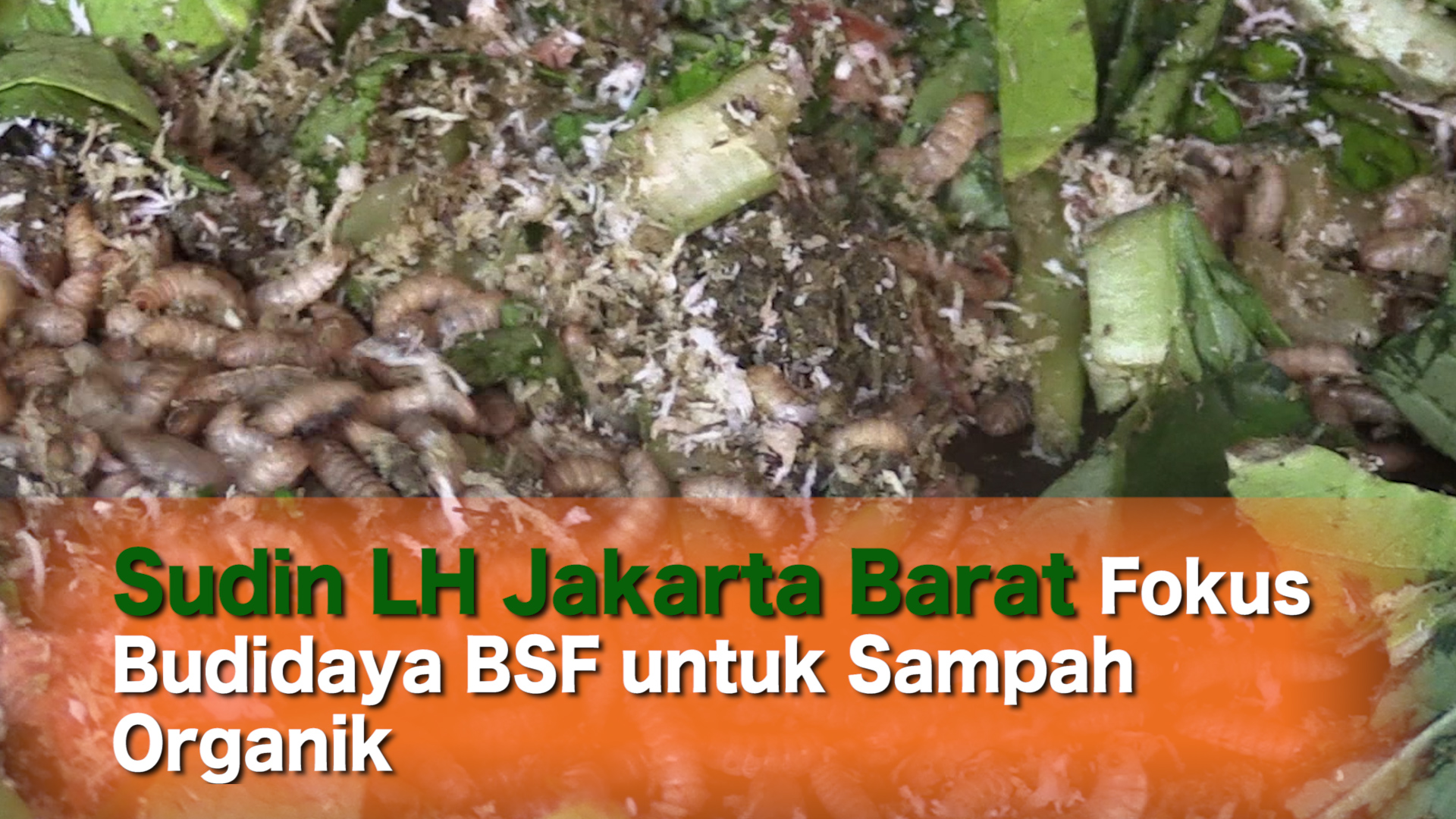 0403_AQIL_Sudin LH Jakarta Barat Fokus Budidaya BSF untuk Sampah Organik.mp4