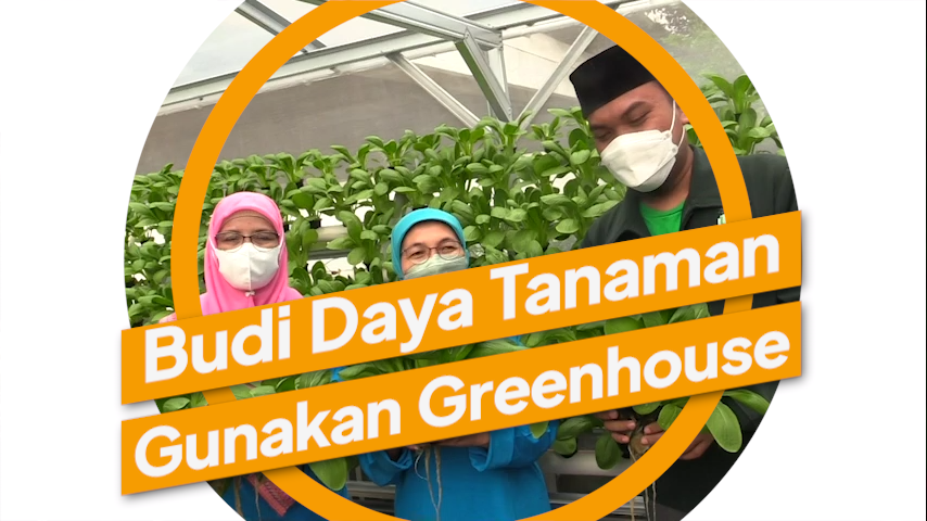 0804_yoana_Sekdis KPKP DKI Panen Sayur Pakcoy dan Kangkung di Green House Kantor Wali Kota Jakpus.mp