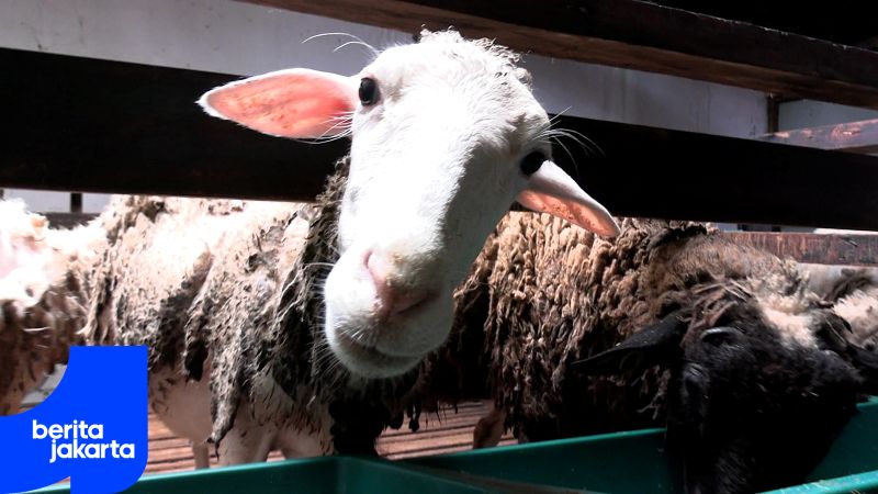 Ketua RT di Pasar Manggis Kembangkan Urban Farming di Rooftop