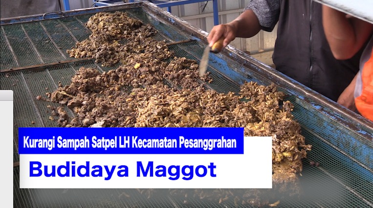 1204_AQIL MAGGOT PESANGGRAHAN.mp4