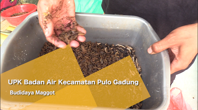 2304_RAMDHONI UPK BADAN AIR BUDIDAYA MAGGOT PULOGADUNG1.mp4