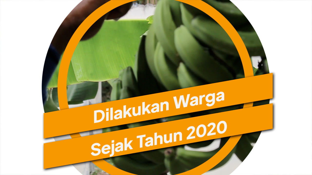 3009_aqil_kebun pisang kelapa dua_1.mp4