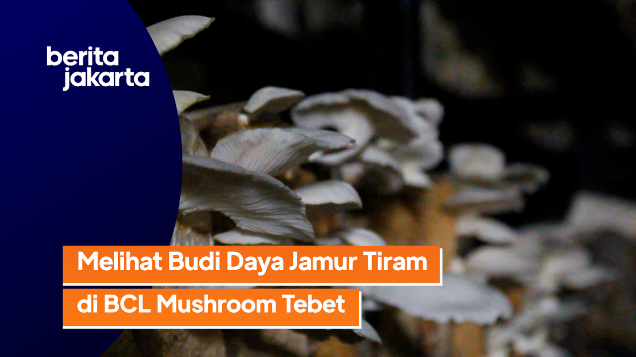 0407_aqil_Melihat Budidaya Jamur Tiram di BCL Mushroom.mp4