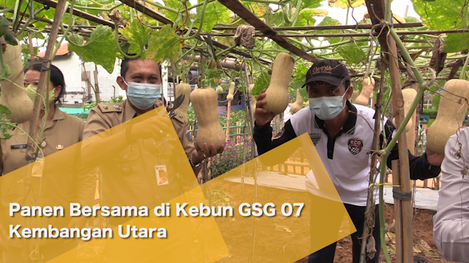 1406_AQIL Panen bersama di kebun GSG 07 kembangan Utara.mp4