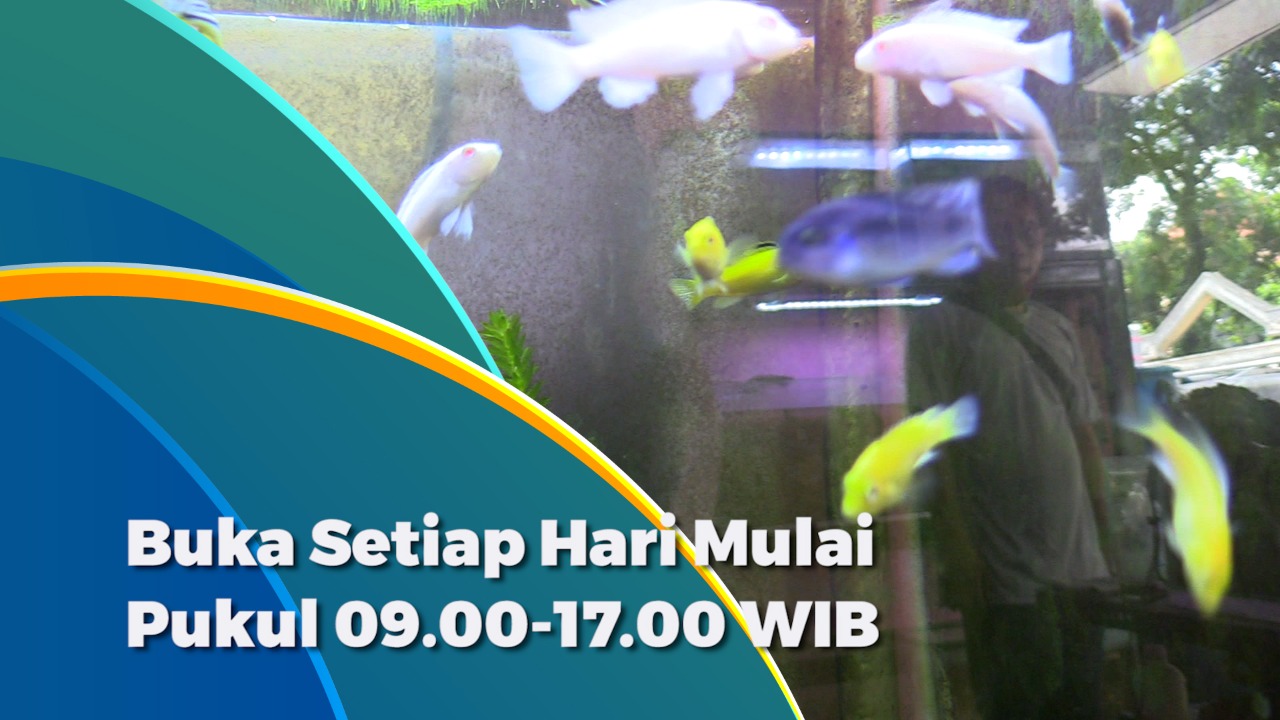 Ikan Hias.mp4