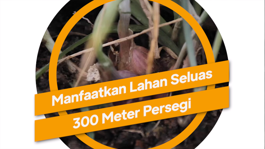 0905_aqil_pemanfaatan lahan kosong Kwt melati senja.mp4