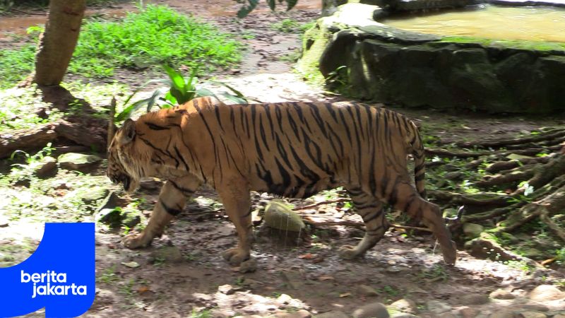Pramono Pastikan Kabar Pakan Harimau Dibawa Pulang Tidak Benar