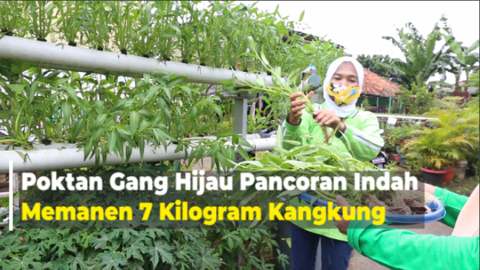 0505_GERALD_PANEN KANGKUNG.mp4