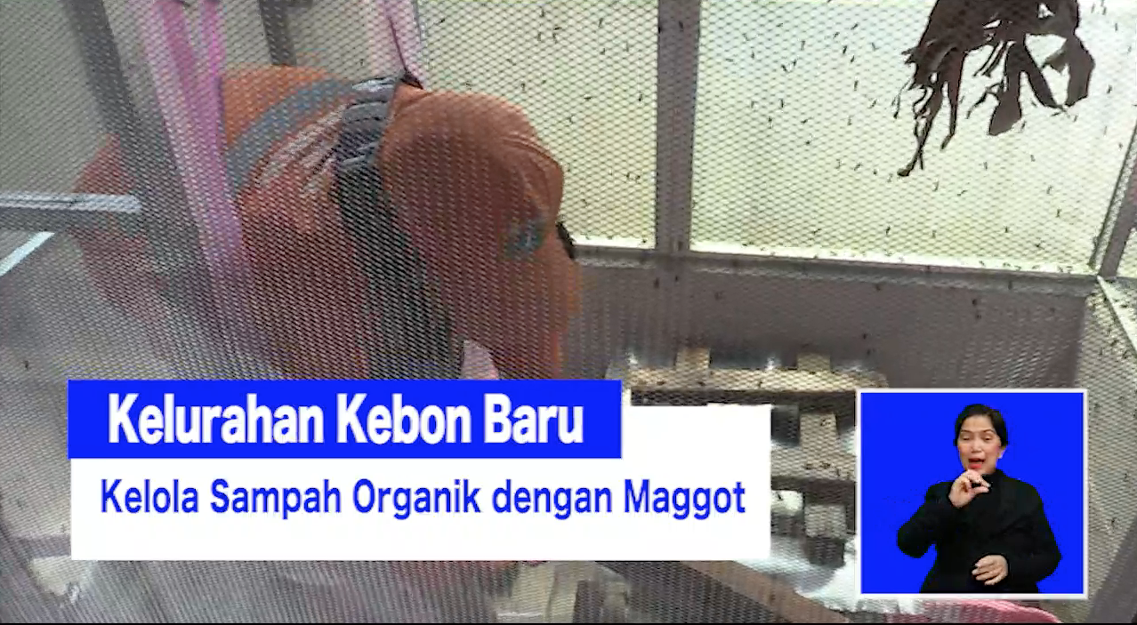 2603 AQIL MAGGOT KEBON BARU_2.mp4