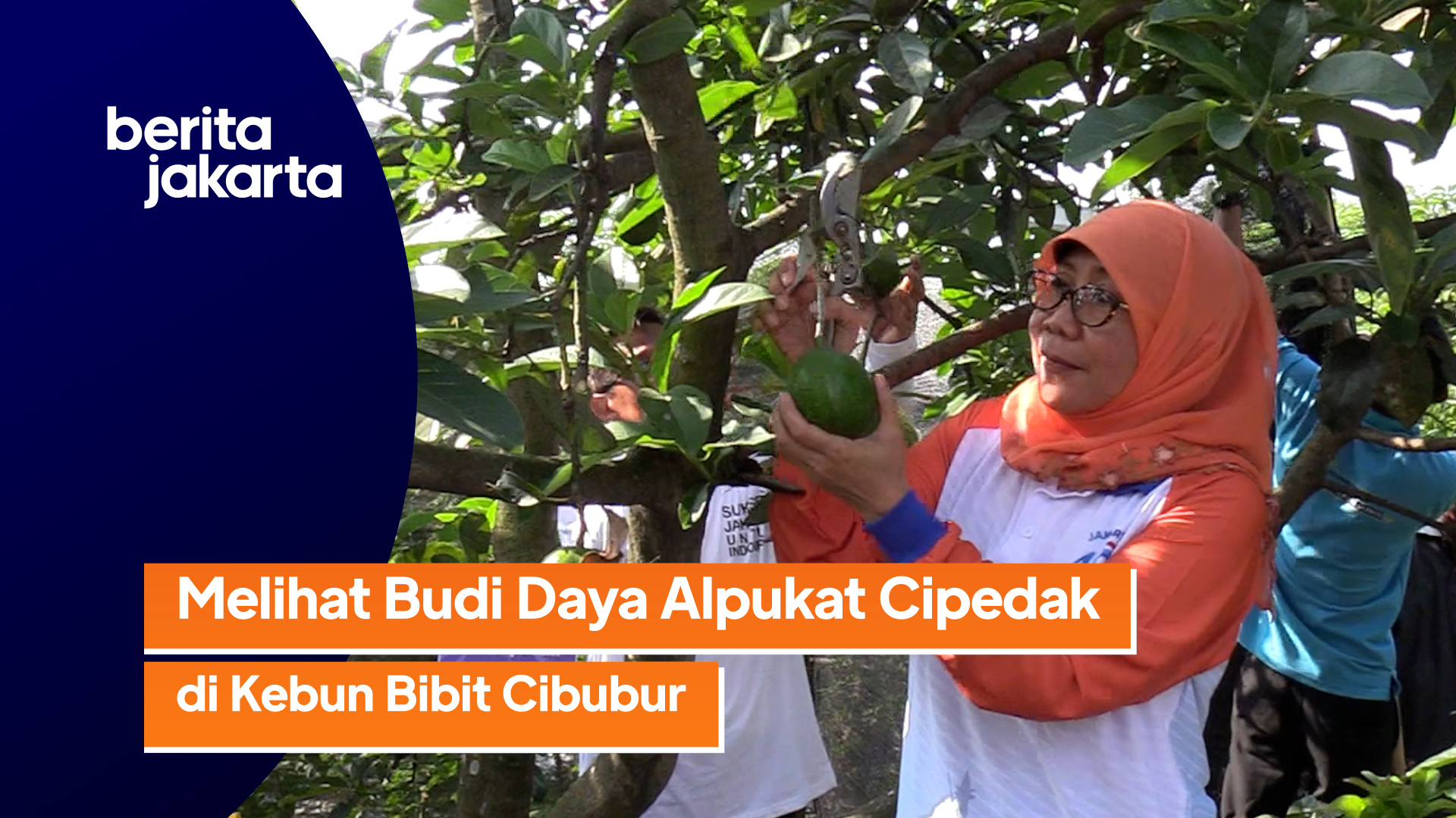 2107_Ramdhoni_Kebun Bibit Cibubur Miliki 14 Pohon Alpukat Cipedak.mp4