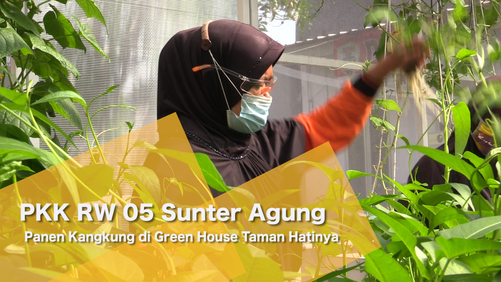 160421-Anita-KWT RW 05 Sunter Agung Panen Kangkung di Green House.mp4