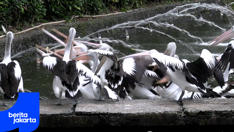 Direvitalisasi, Ragunan Segera Menjadi Taman Satwa Terbaik di Asia Tenggara