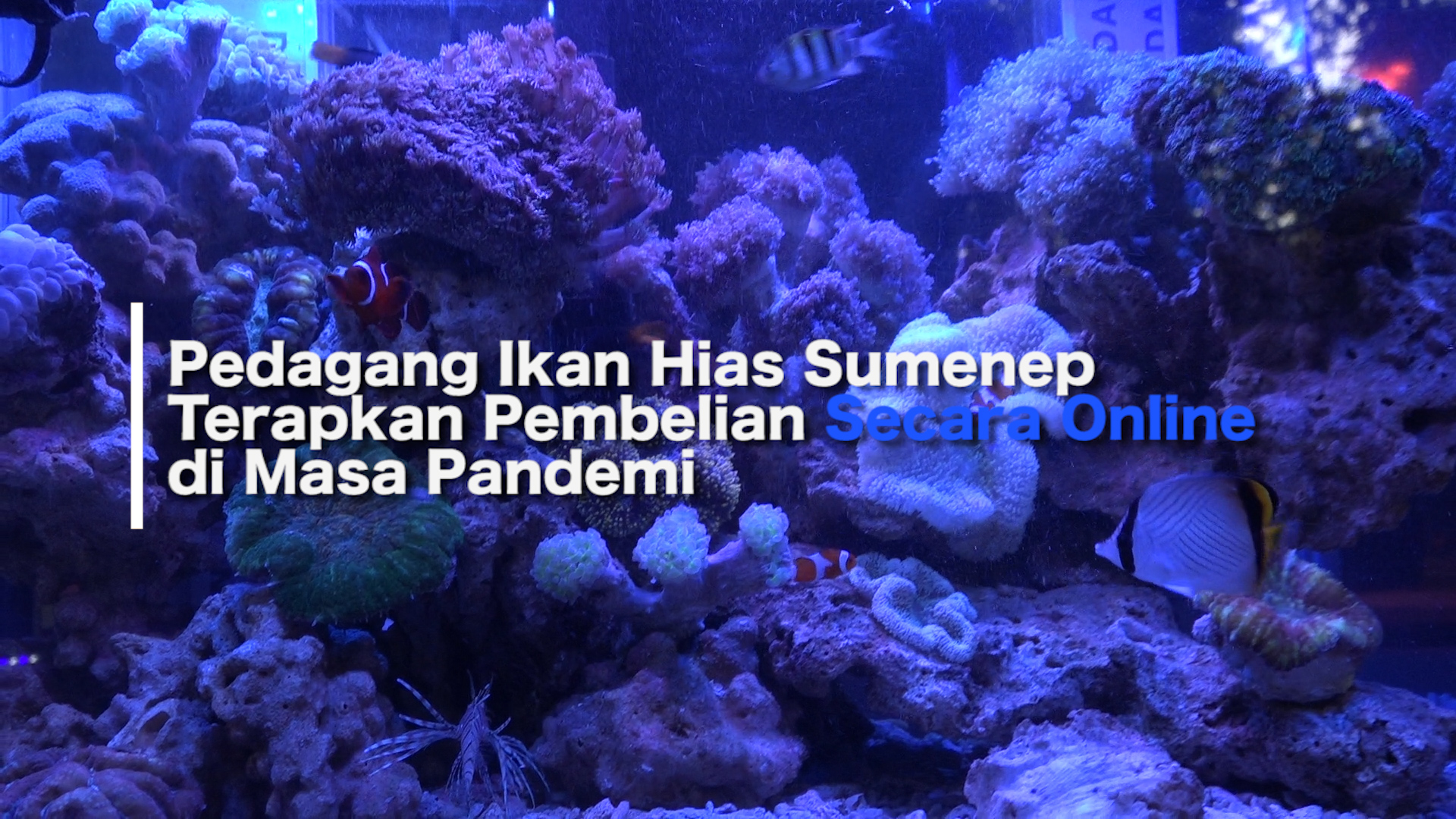 2401_BIAN_PEDAGANG IKAN HIAS DI SUMENEP MENERAPKAN PEMBELIAN SECARA ONLINE DI MASA PANDEMI.mp4