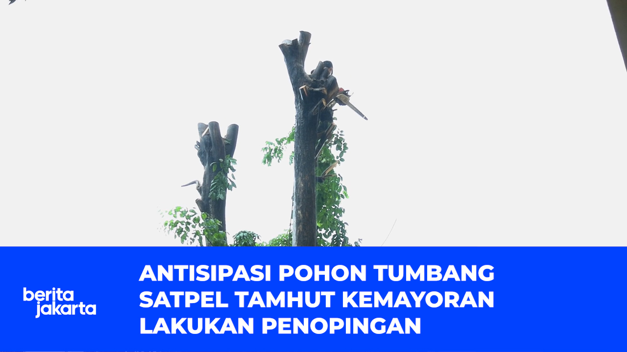 Antisipasi Pohon Tumbang, Satpel Tamhut Kemayoran Lakukan Penopingan -.mp4