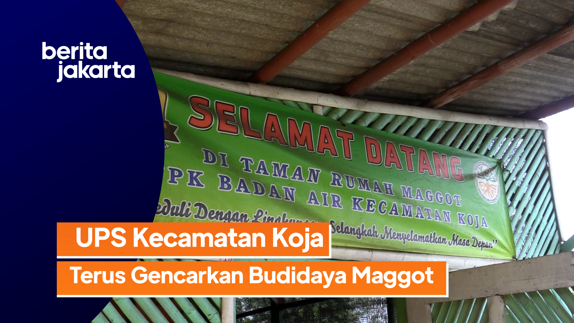 Budidaya Maggot.mp4