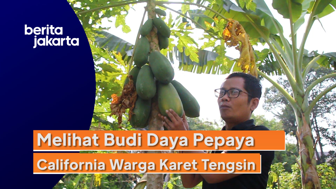 0709_aqil_kebun pepaya karet tengsin.mp4