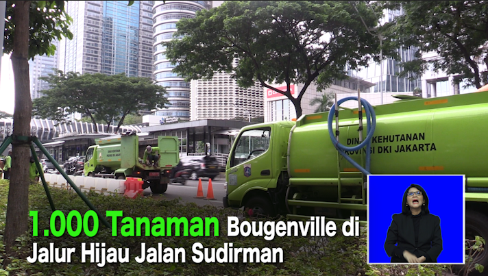 1.000 Tanaman Bougenville di Jalur Hijau Jalan Sudirman.mp4