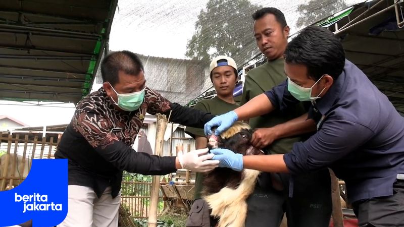 Ahead of Eid ul Adha, Eeast Jakarta KPKP Examines Qurban Animals