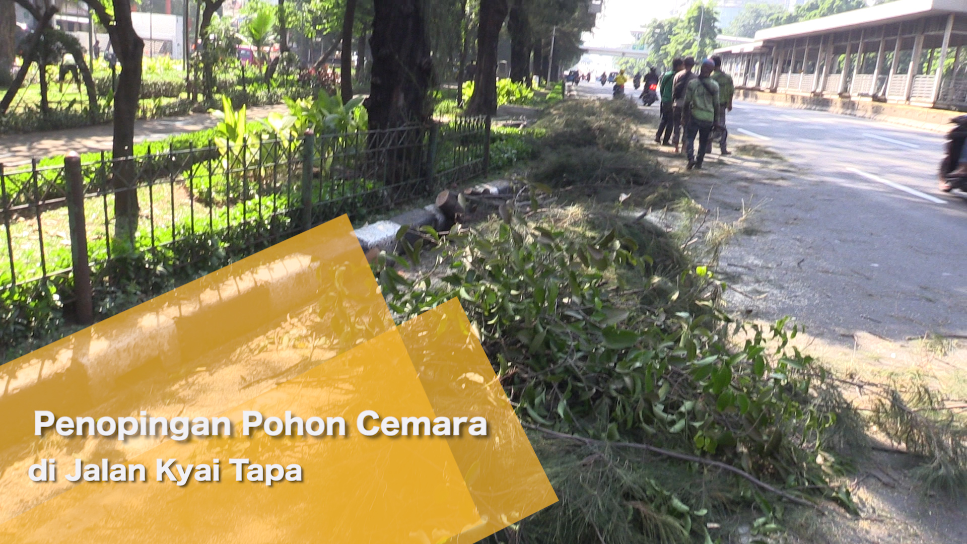 2707_aqil_penopingan pohon cemara di jalan kyai tapa.mp4