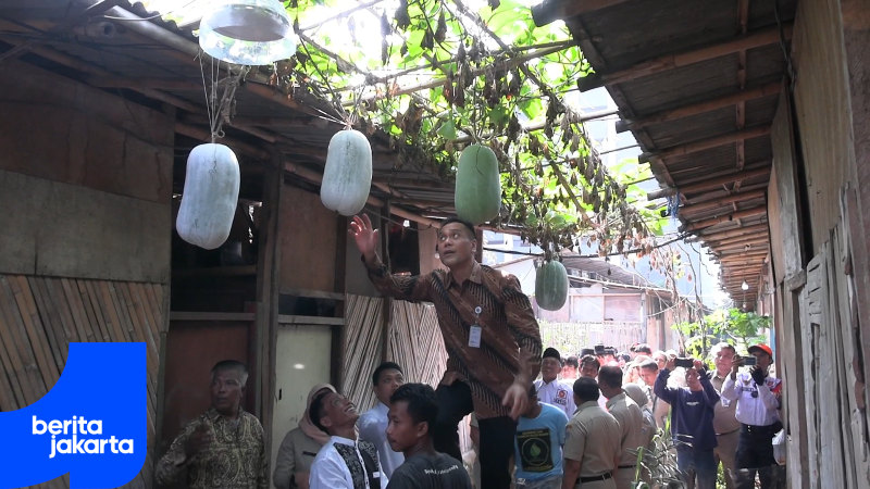 PANEN KAPUNG BAYAM.mp4