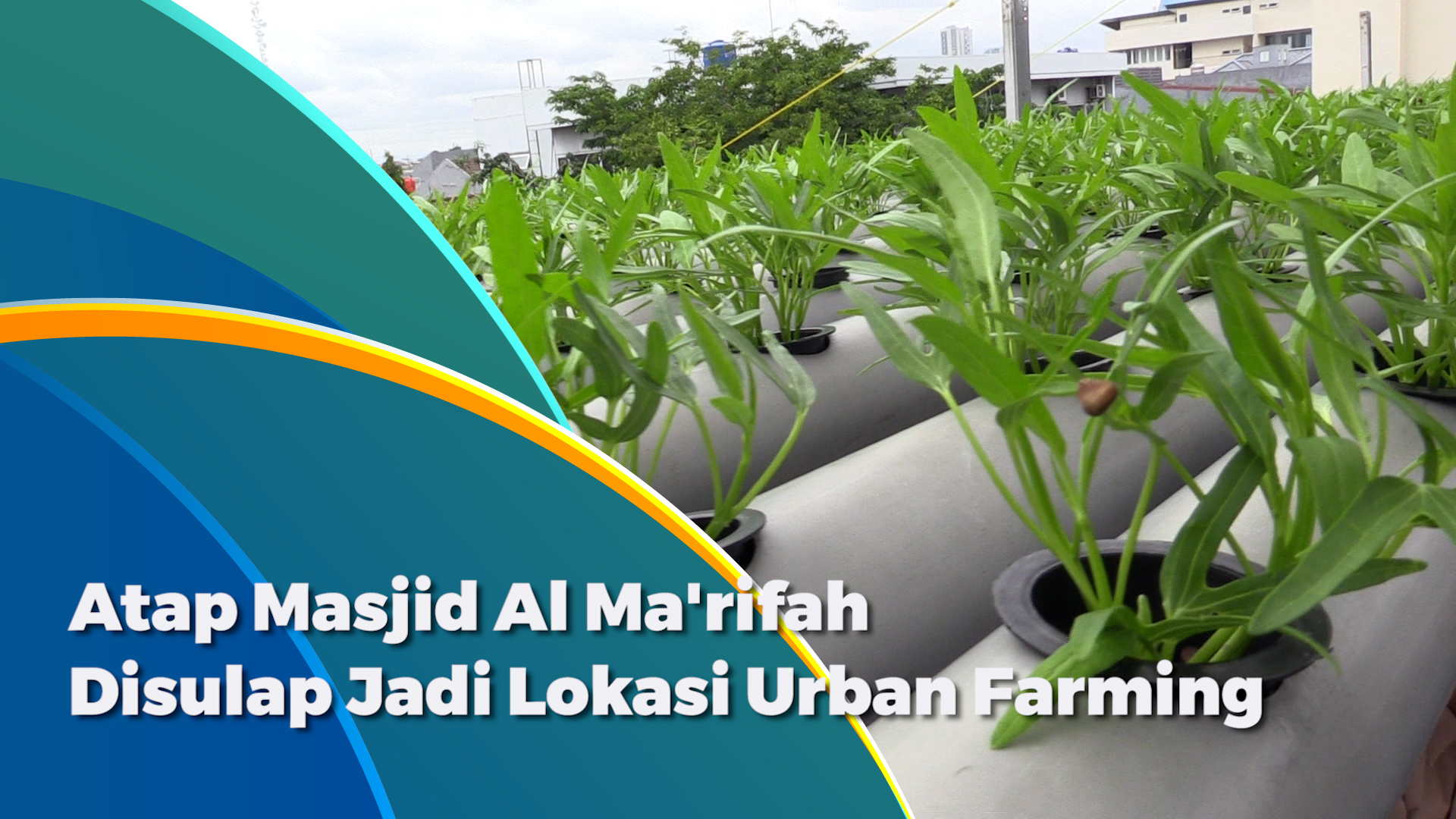 1511_aqil_manfaatkan atap masjid untuk urban farming_1.mp4