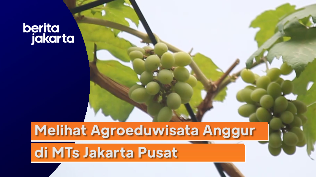 2207_aqil_agrowisata anggur.mp4