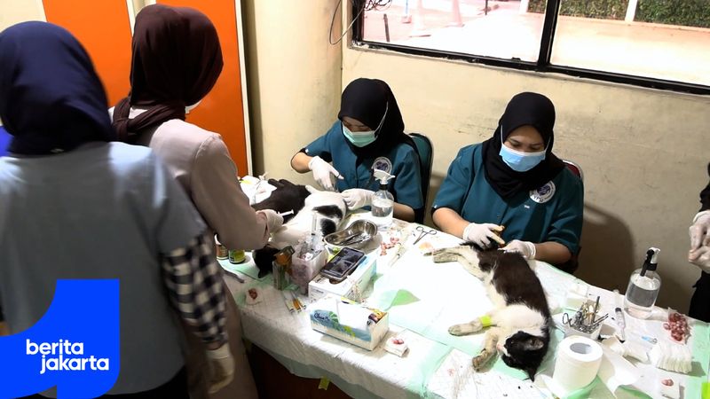 Sudin KPKP Jakut Targetkan Sterilisasi 1.700 Kucing Jantan Tahun Ini