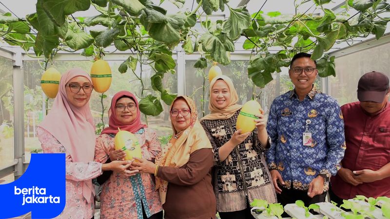 RPTRA Manuver Jadi Ruang Edukasi Budi Daya Golden Melon